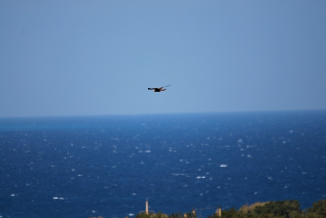 falchi di palude a Otranto